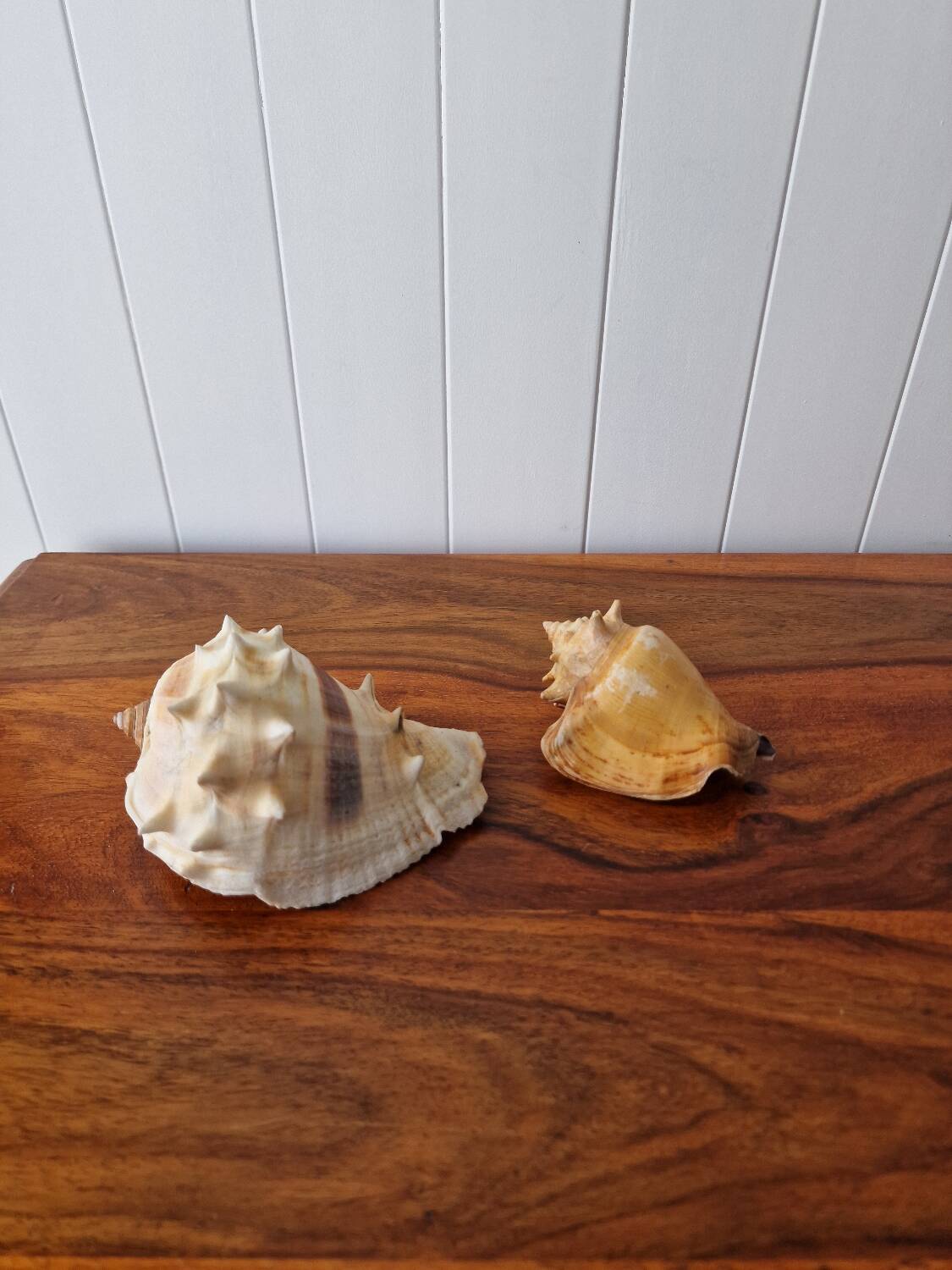Lot of 2 vintage seashells