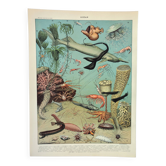 Gravure ancienne 1898, Océan (profond et abysse), faune • Lithographie originale et vintage