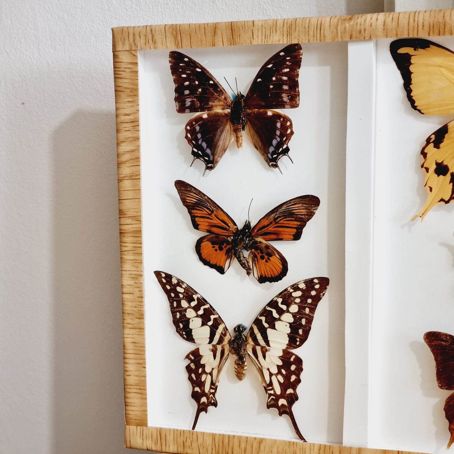 Frame 9 butterflies naturalized Congo 1984