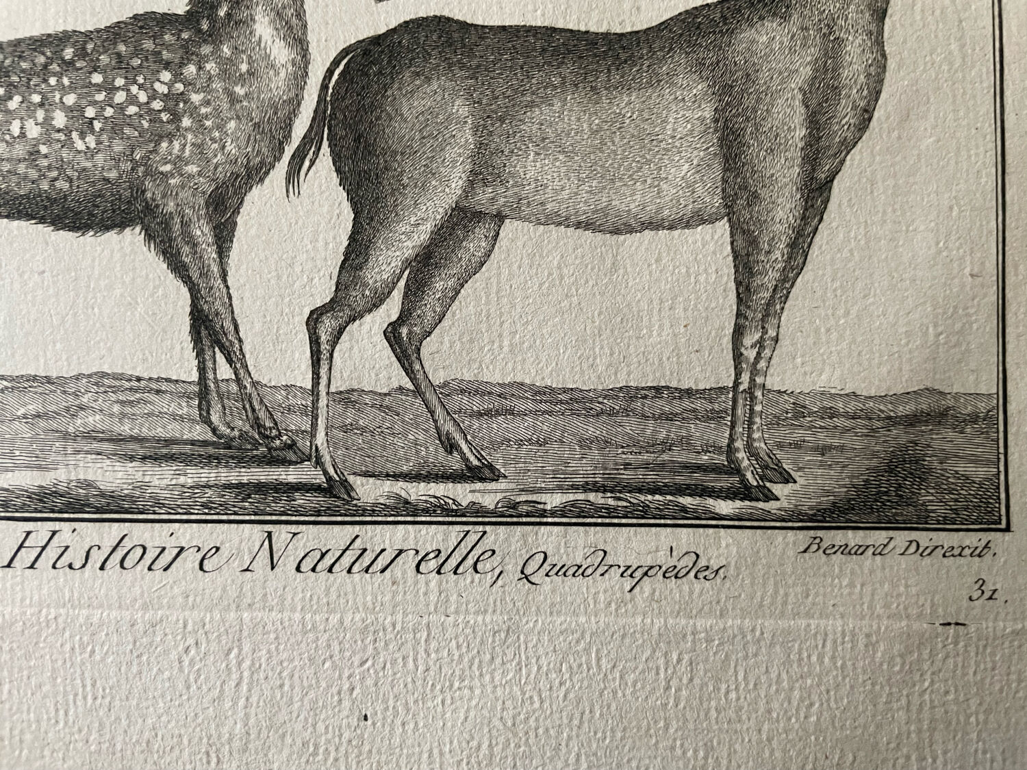 Gravure Livre ancien XVIIIe Buffon, Bonnaterre, Histoire naturelle, Quadrupèdes, Mammifères