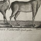 Gravure Livre ancien XVIIIe Buffon, Bonnaterre, Histoire naturelle, Quadrupèdes, Mammifères