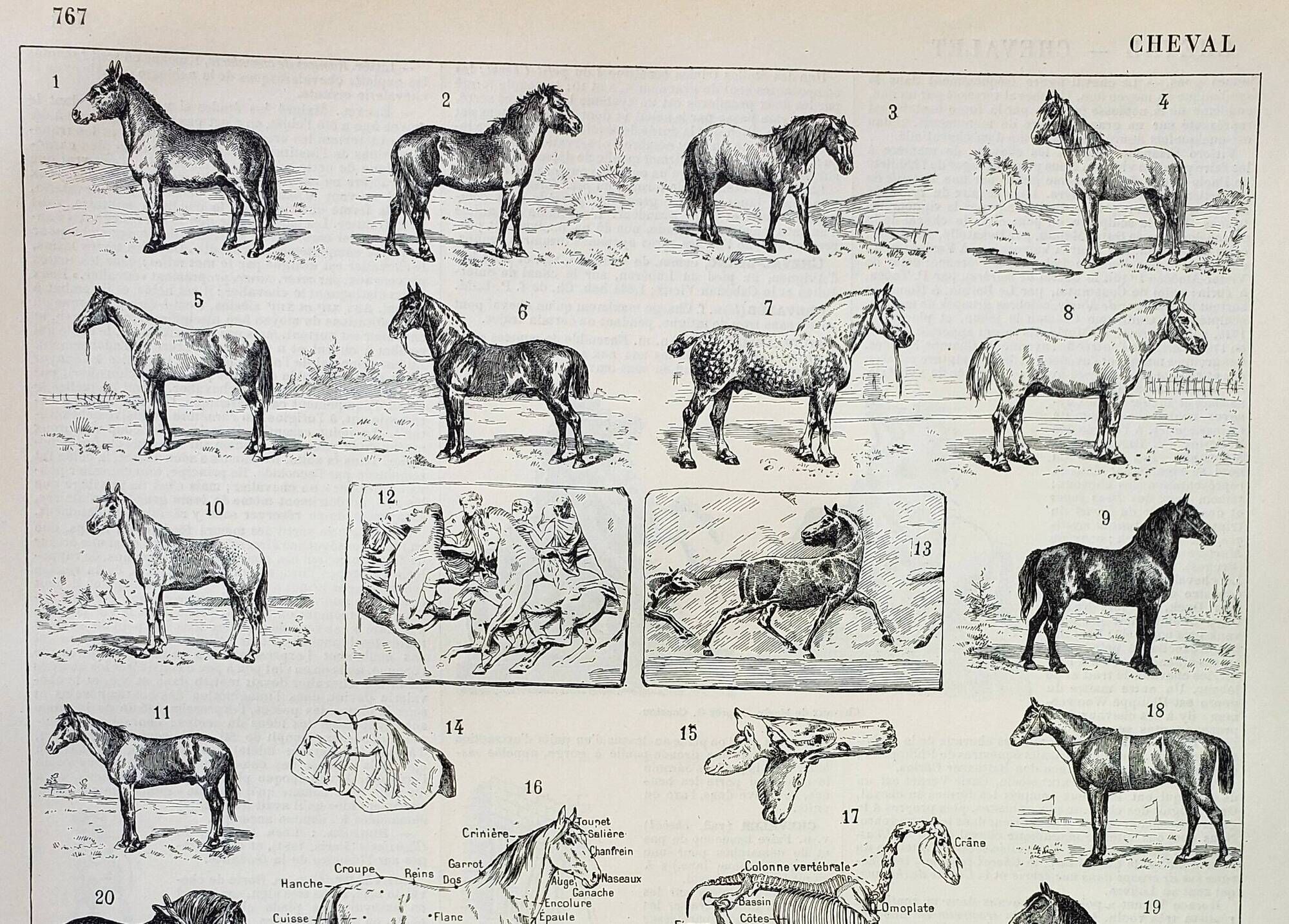 Old engraving 1898, Horses, breed, anatomy, race • Original and vintage lithograph