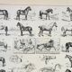 Old engraving 1898, Horses, breed, anatomy, race • Original and vintage lithograph