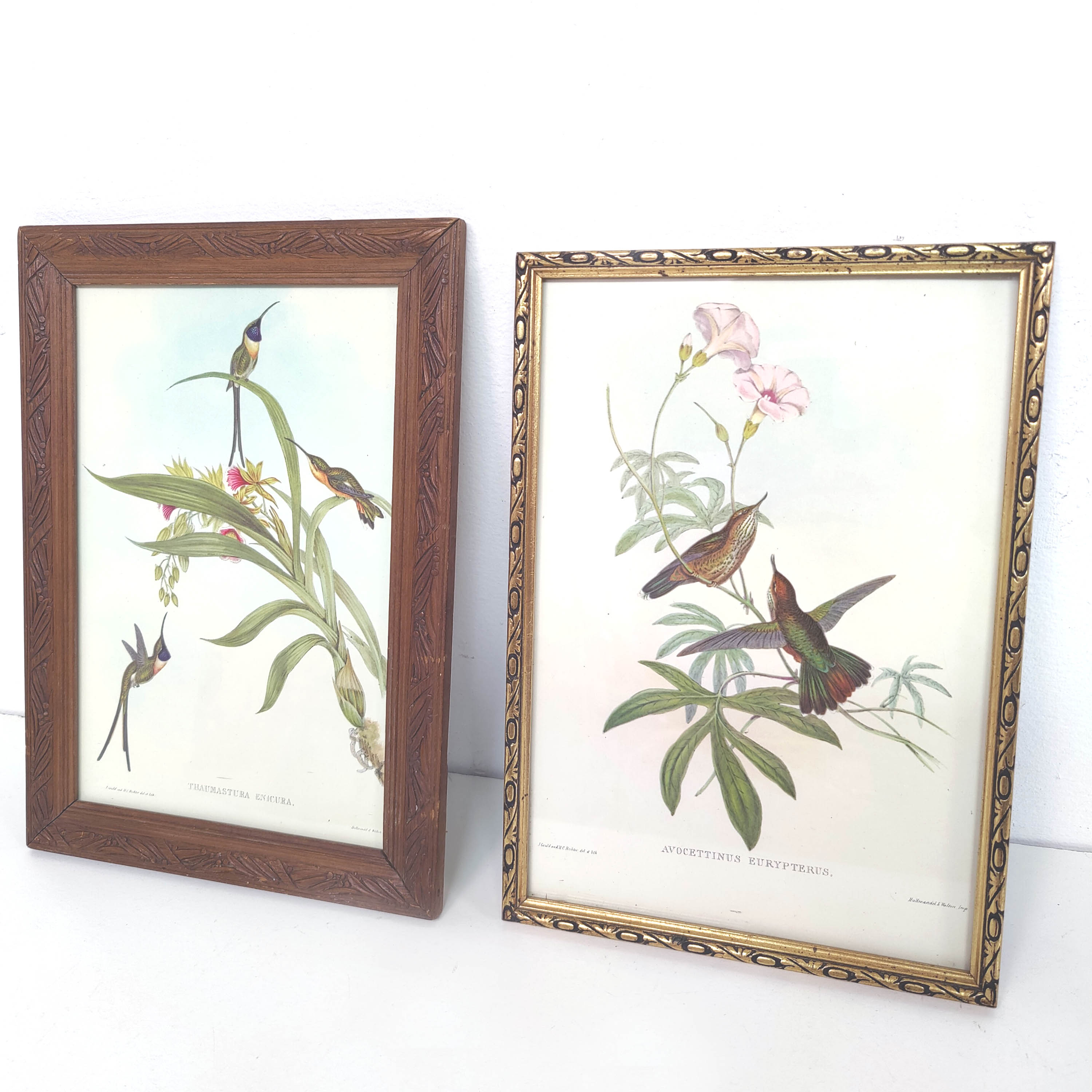 Lot 2 wooden frames botanical illustrations J. Gould and HC Richter