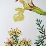 Duo of botanical plates