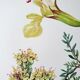 Duo of botanical plates