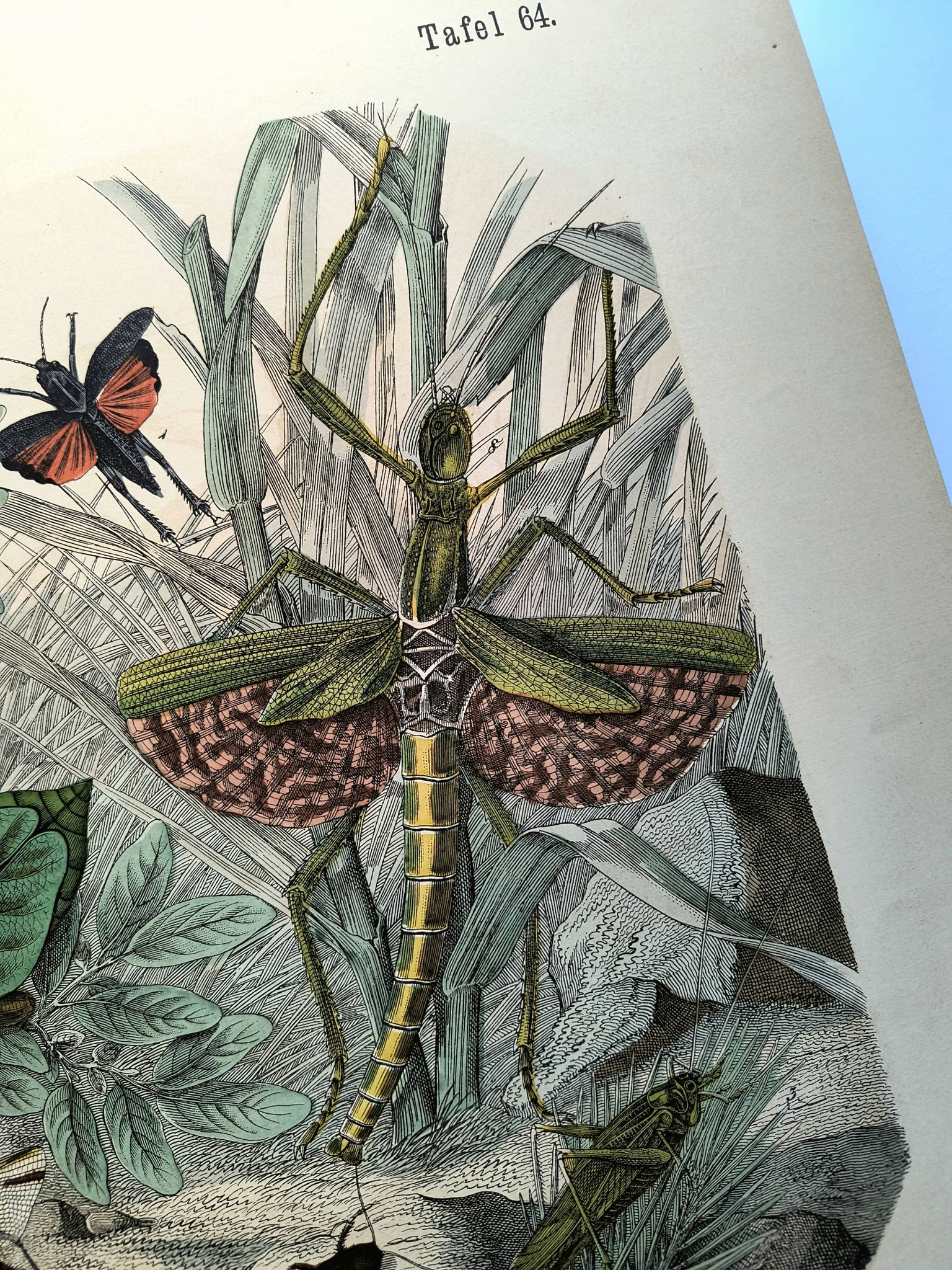 Old engraving from 1886 - Tropical insects and grasshoppers - Lithograph