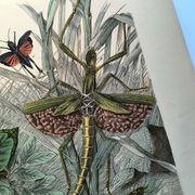 Old engraving from 1886 - Tropical insects and grasshoppers - Lithograph