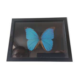 Vrai Papillon Morpho- naturalisé - encadré sous verre - morphidae morpho ménélaus Guyanensis