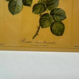 Lithographie rose vintag e