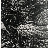 Rosine nusimovici, frost, 1980. black and white silver print signed on the back