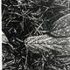 Rosine nusimovici, frost, 1980. black and white silver print signed on the back