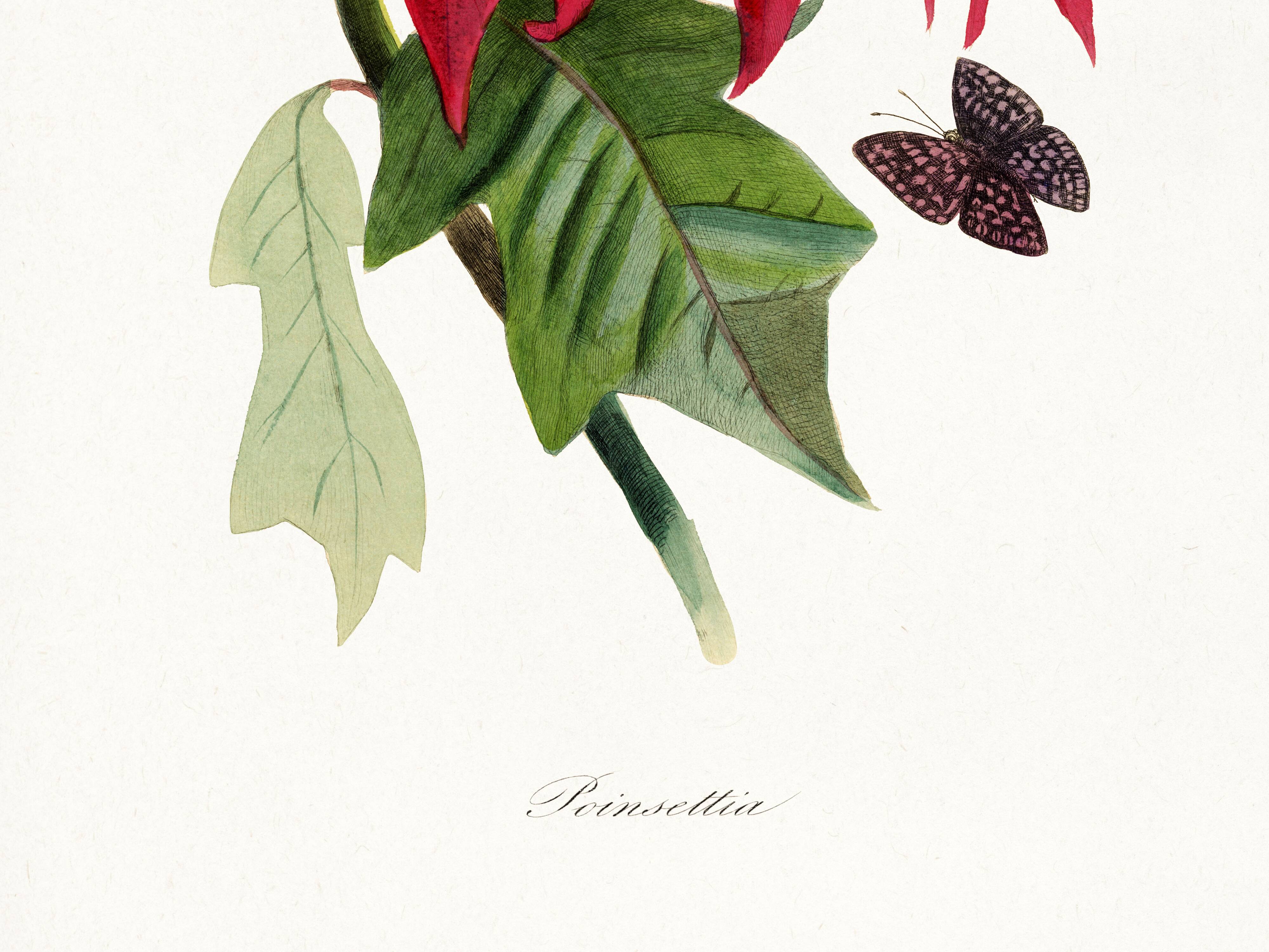 Poster about the Christmas star (Poinsettia, flower), after an engraving