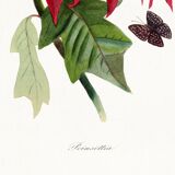 Poster about the Christmas star (Poinsettia, flower), after an engraving