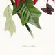 Poster about the Christmas star (Poinsettia, flower), after an engraving