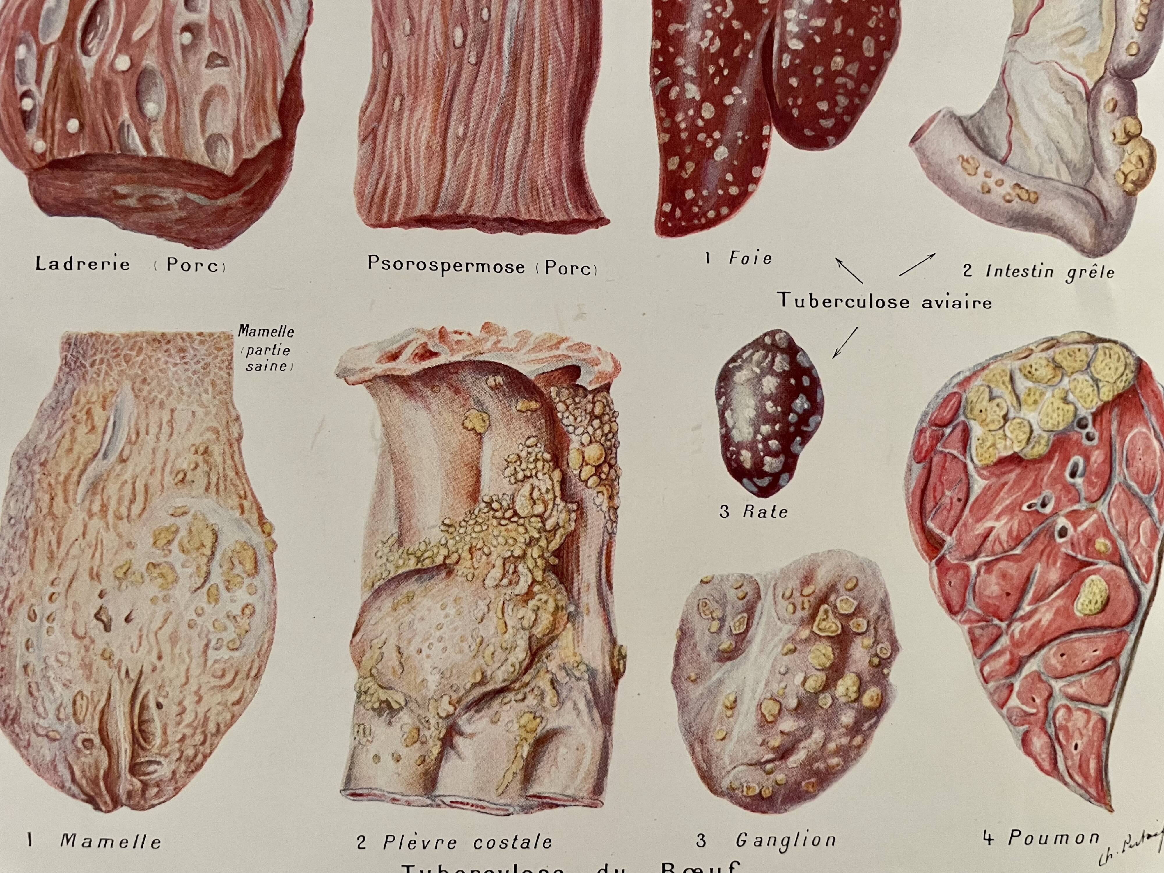 Lithograph on animal diseases from 1921