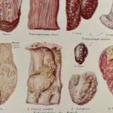 Lithograph on animal diseases from 1921