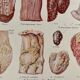 Lithograph on animal diseases from 1921