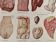 Lithograph on animal diseases from 1921