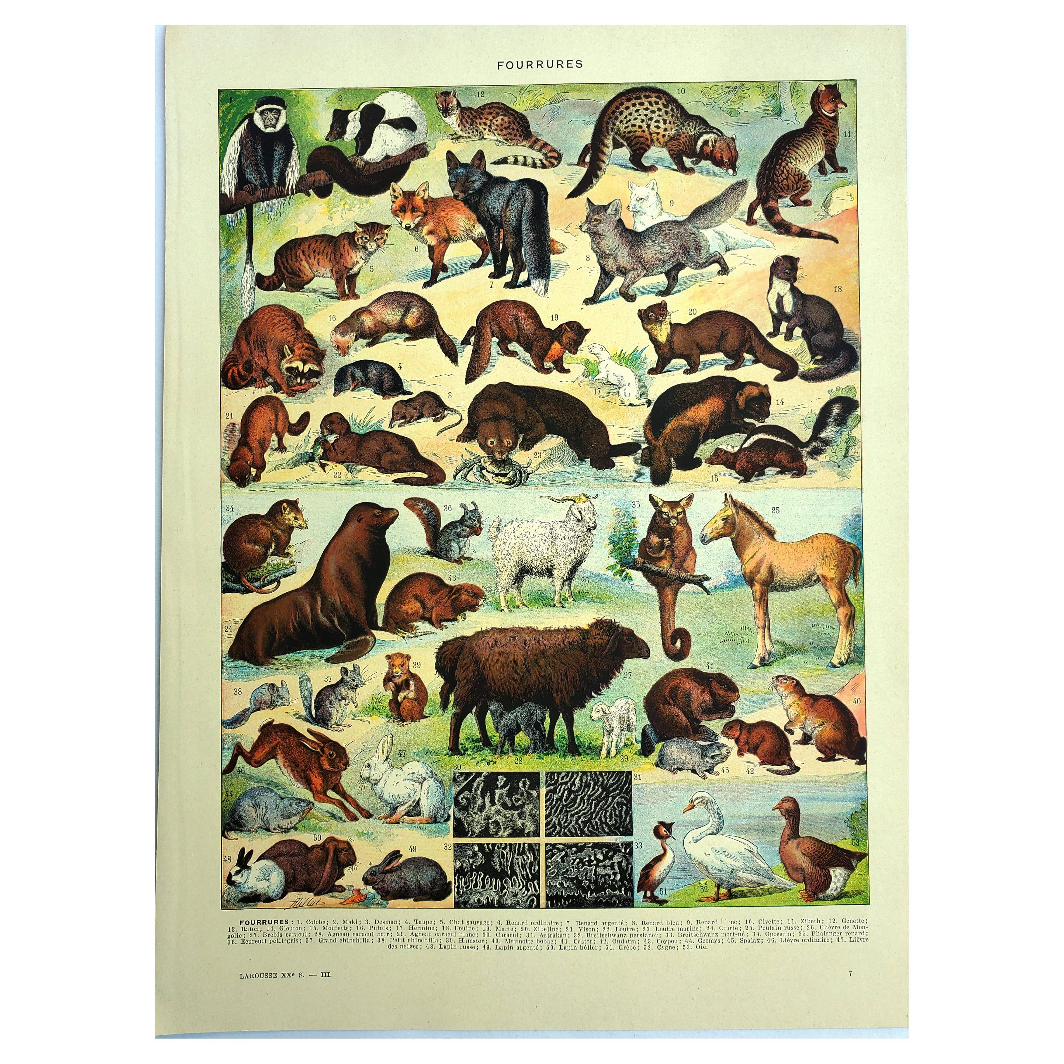 Antique lithograph 1928 A. Millot - Fur-bearing animals