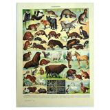 Lithgraphie ancienne 1928 A. Millot - Animaux a fourrures