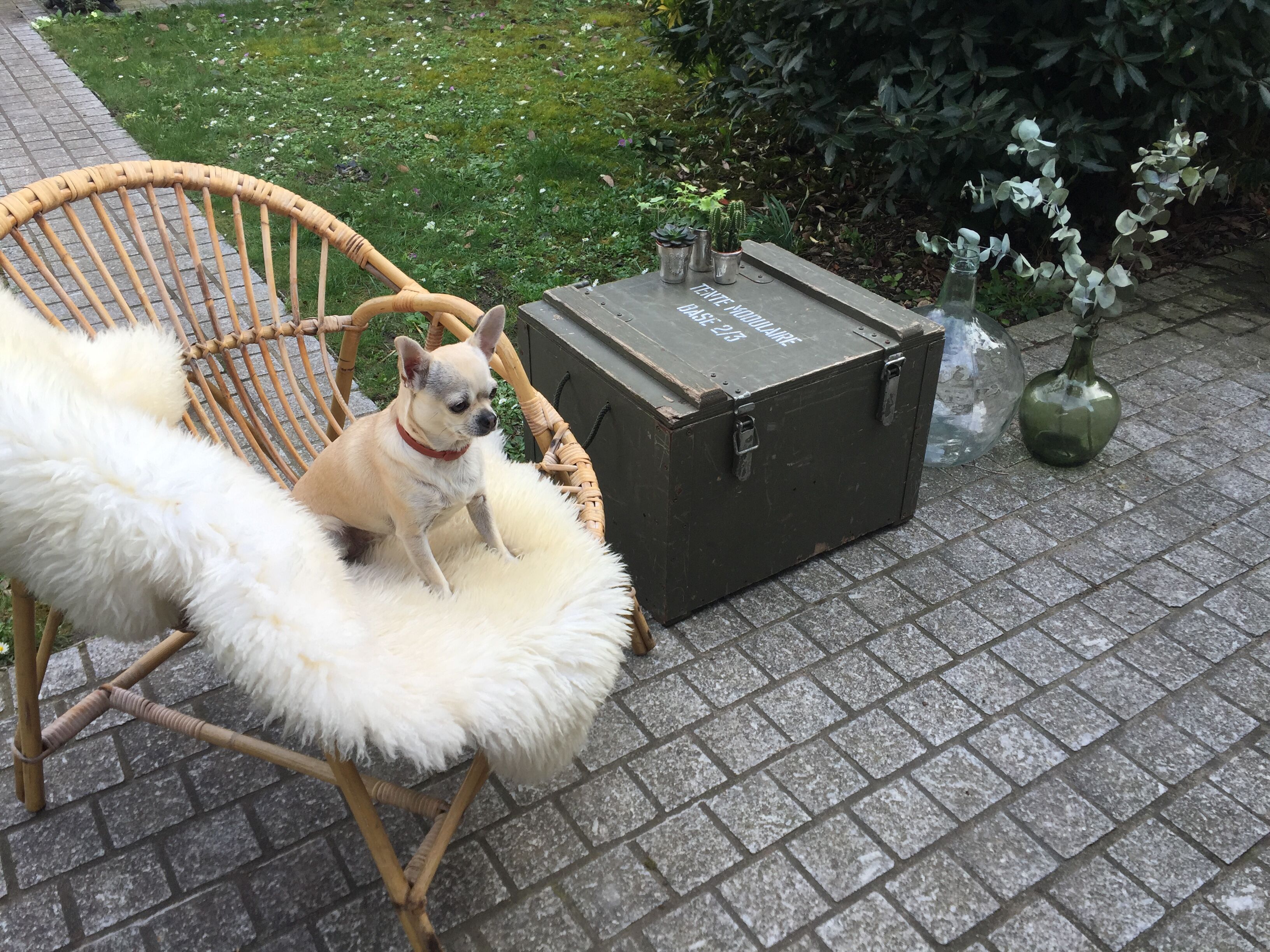 Old trunk or military chest