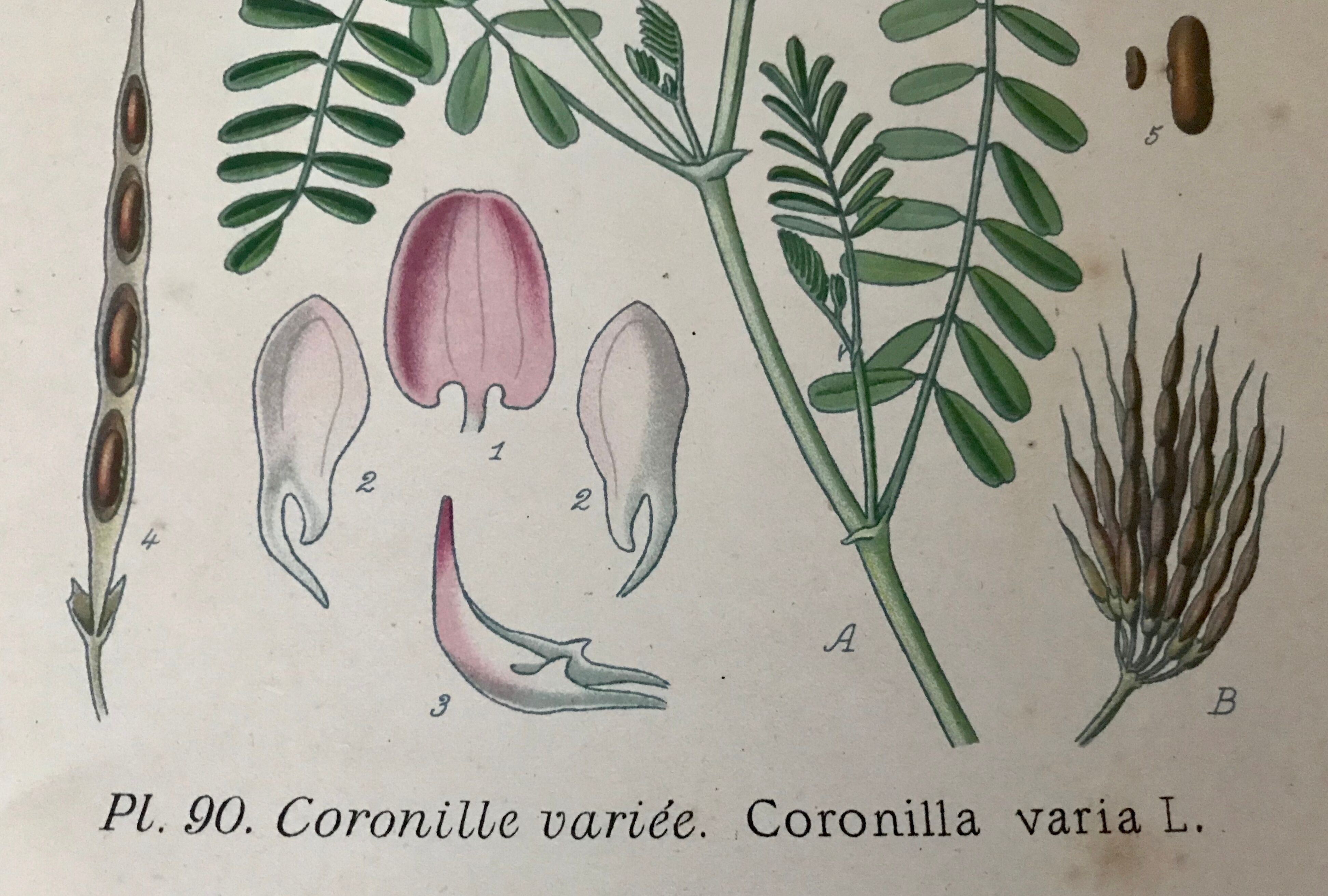 Planches botaniques de fleurs roses 1891