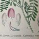 Planches botaniques de fleurs roses 1891