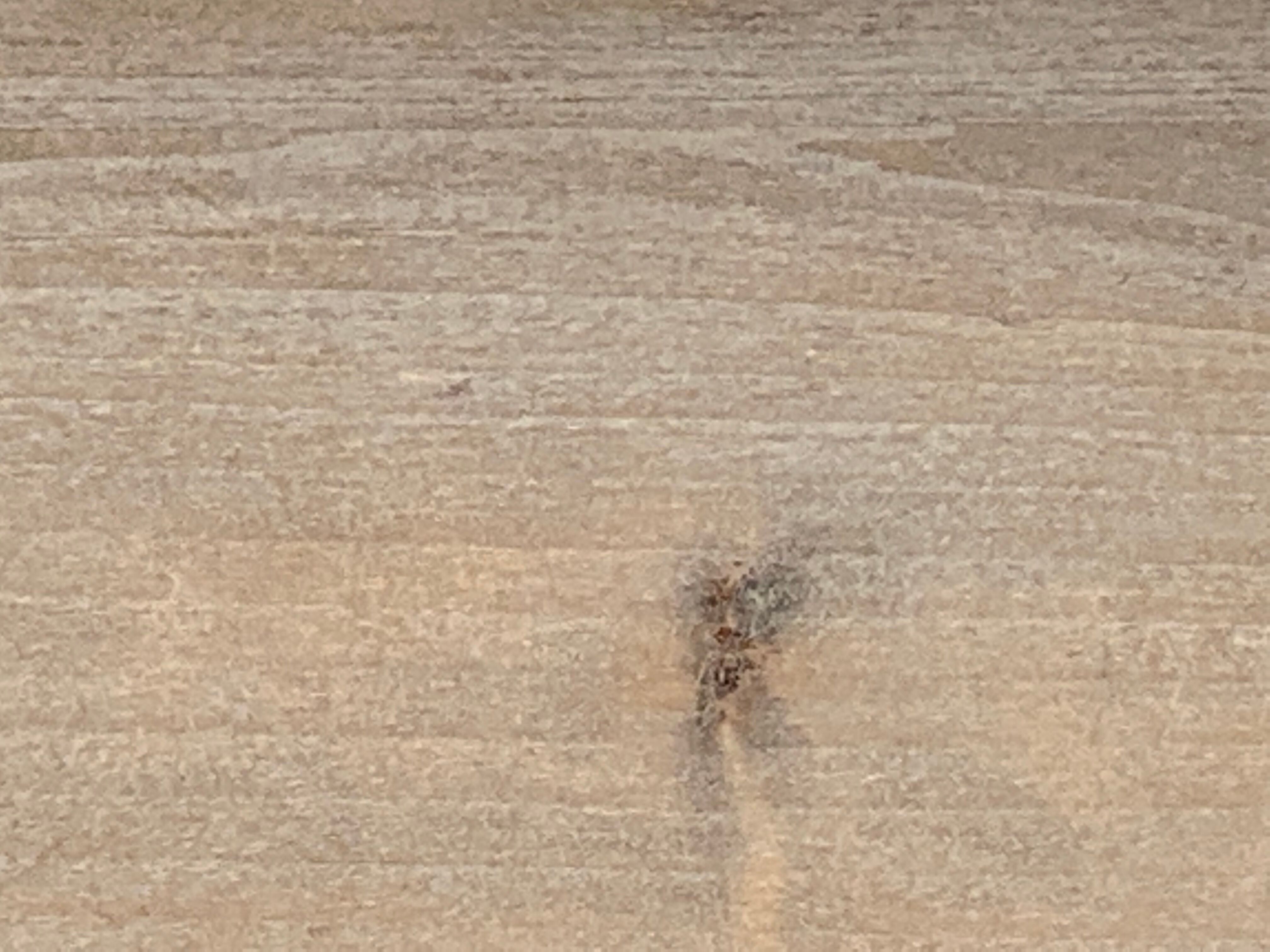 Parisian glazed wardrobe 1930 raw wood