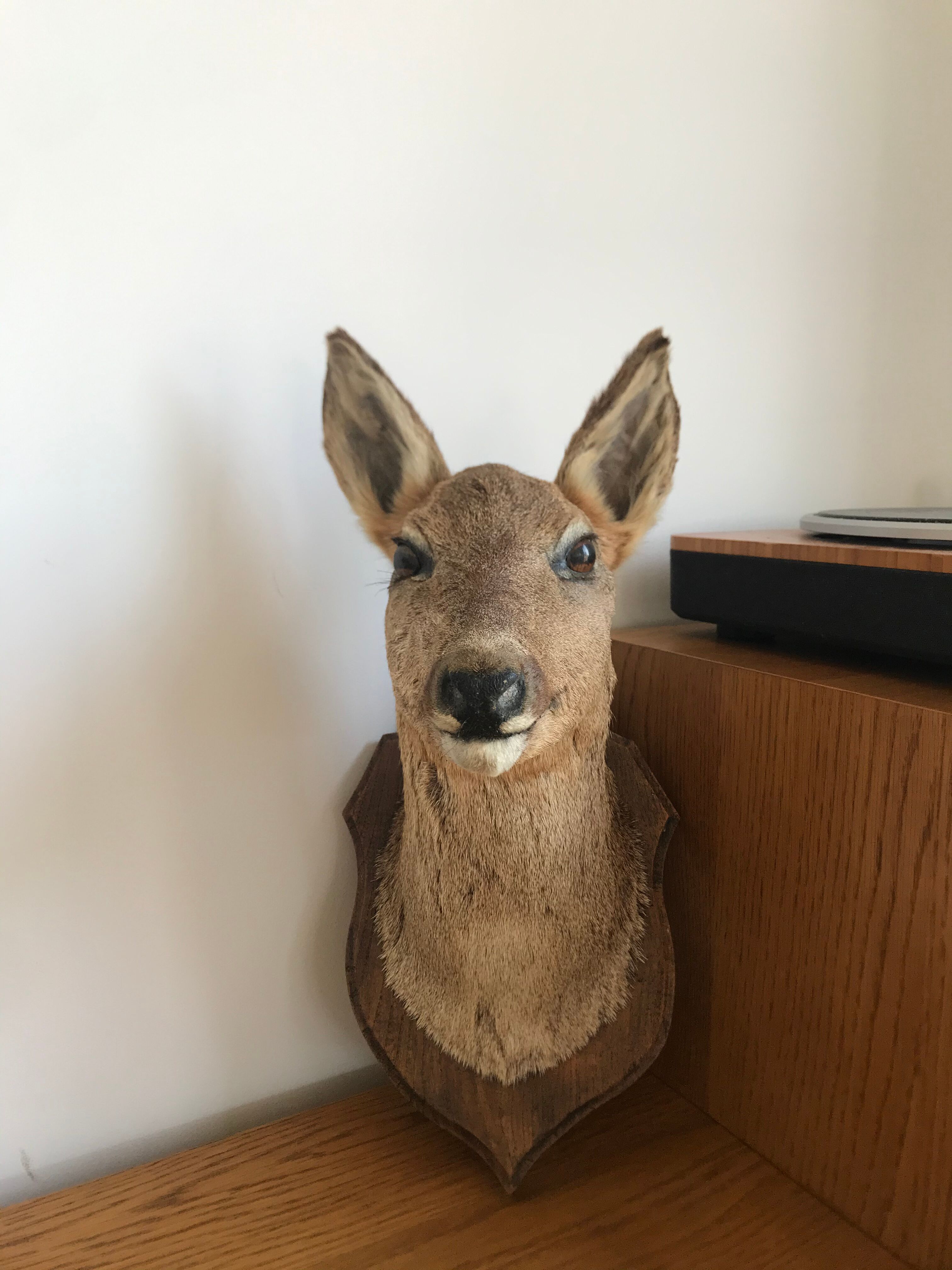 Taxidermy deer head