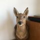 Taxidermy deer head