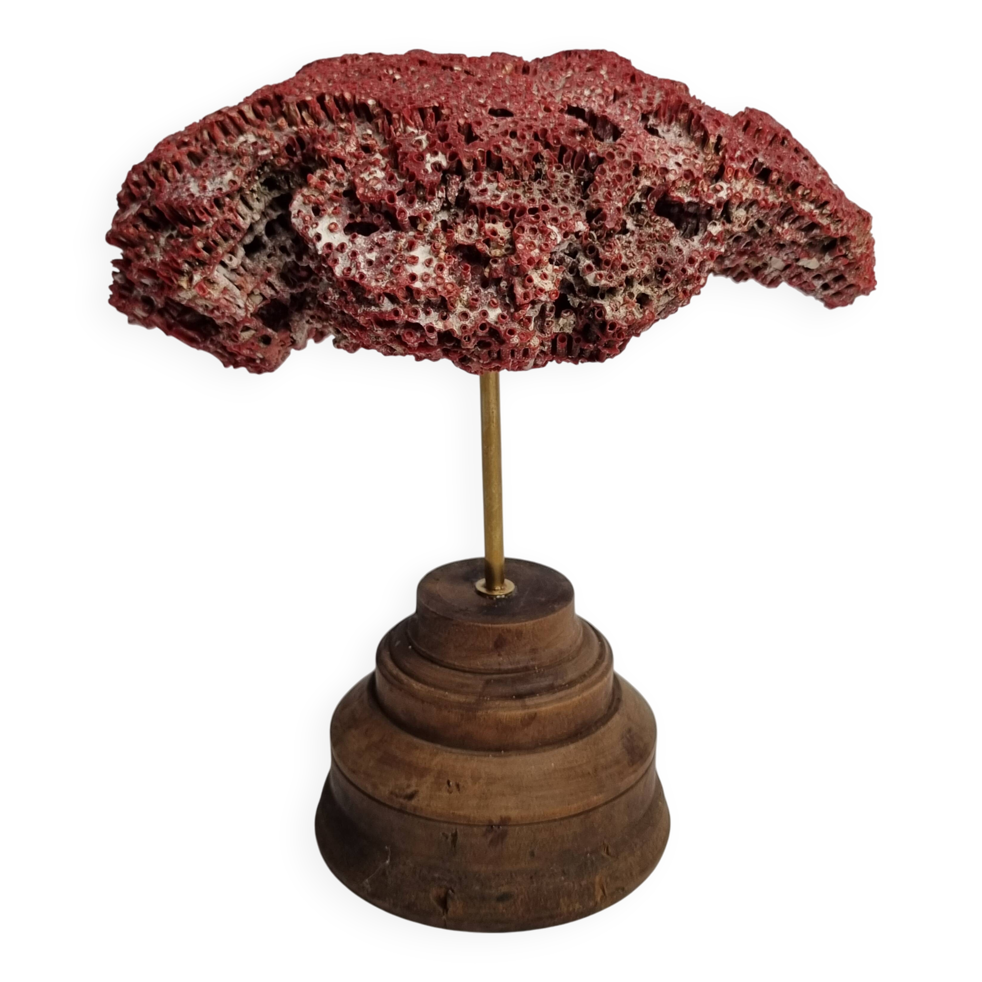 Antique Tubipora musica ornamental coral on wooden base, 16 cm
