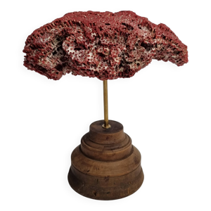 Corail ornemental Tubipora - socle