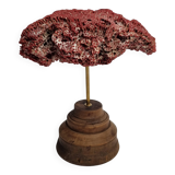 Antique Tubipora musica ornamental coral on wooden base, 16 cm
