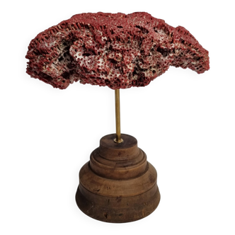 Antique Tubipora musica ornamental coral on wooden base, 16 cm