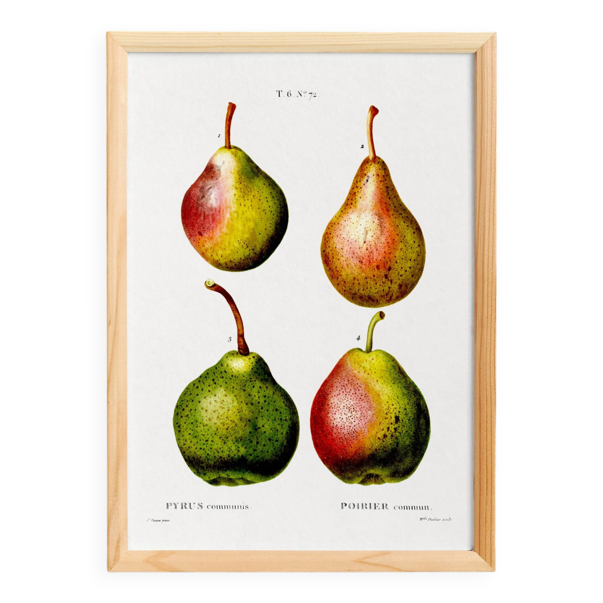 Botanical poster about pears, based on an old engraving from 1802