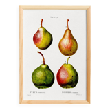 Botanical poster about pears, based on an old engraving from 1802