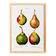 Botanical poster about pears, based on an old engraving from 1802