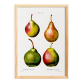Botanical poster about pears, based on an old engraving from 1802