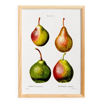 Botanical poster about pears, based on an old engraving from 1802