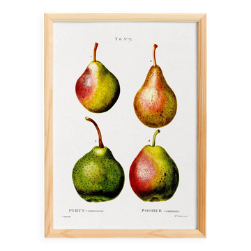 Affiche botanique sur les poires, d’après une gravure ancienne de 1802