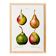 Botanical poster about pears, based on an old engraving from 1802