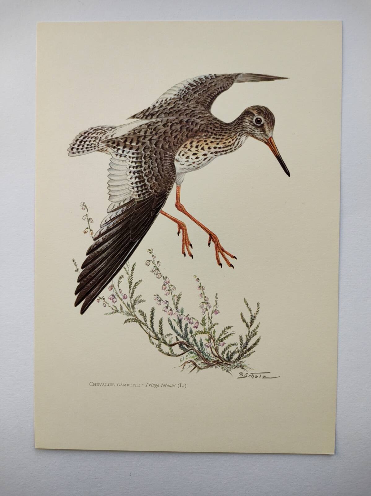 Antique bird plate from the 1960s - Knight Gambette - Illustration