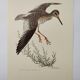 Planche ancienne oiseaux Années 1960 - Chevalier Gambette - Illustration