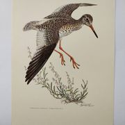 Antique bird plate from the 1960s - Knight Gambette - Illustration