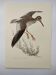 Planche ancienne oiseaux Années 1960 - Chevalier Gambette - Illustration