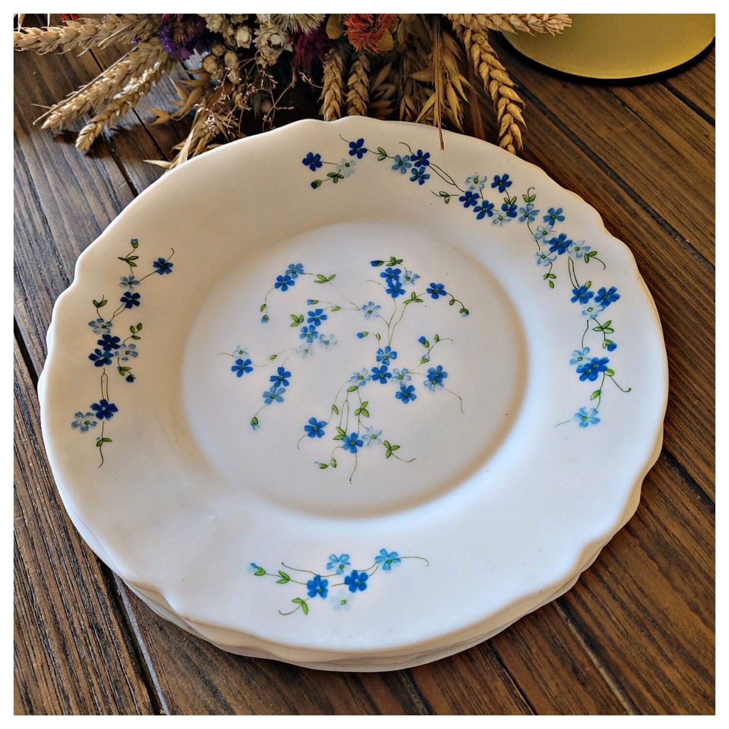 4 flat plates Arcopal Forget-me-not