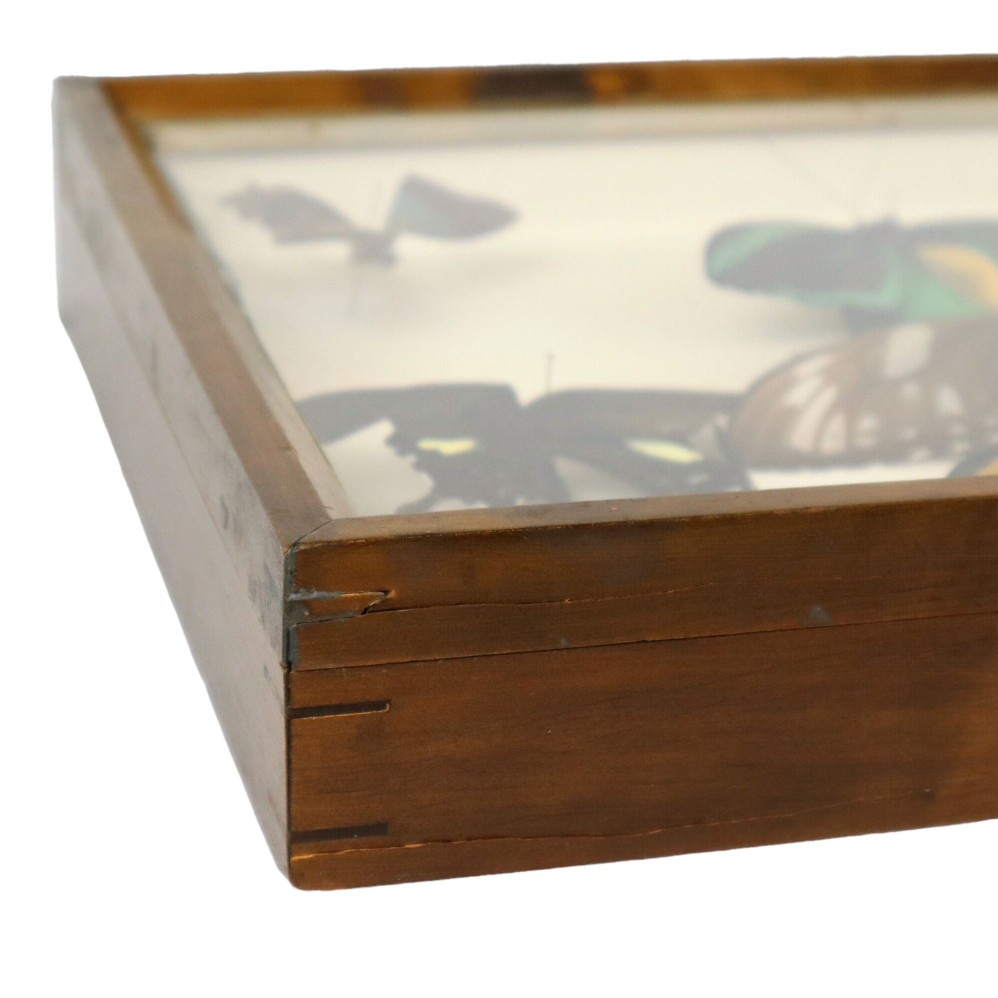 Colorful Framed Tropical Butterflies Taxidermy Mounted Insect Display 8 Pieces 40x30cm