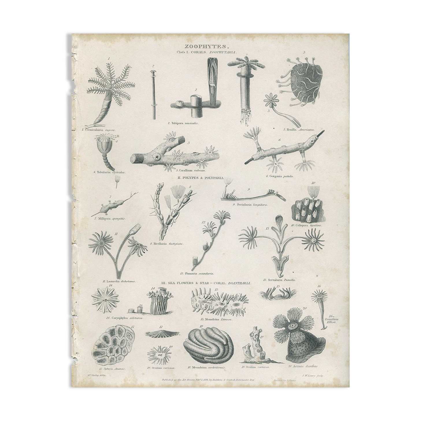 Engraving of marine life: nineteenth century coral