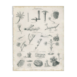 Engraving of marine life: nineteenth century coral